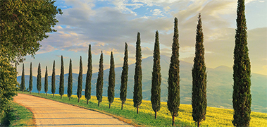 Camino rural flanqueado por altos cipreses en un paisaje campestre, transmitiendo sensación de tranquilidad y serenidad.