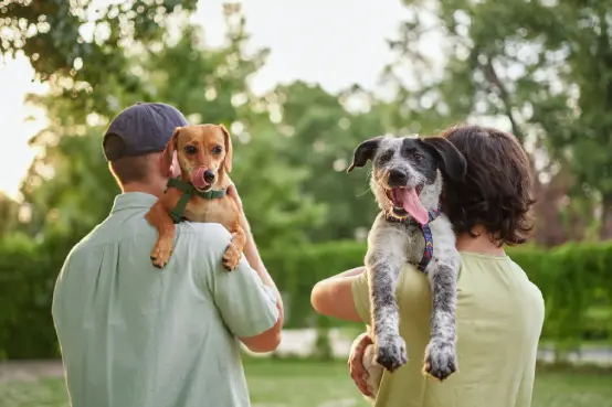 Dos personas paseando al aire libre con sus perros en brazos, transmitiendo cuidado y bienestar en servicios veterinarios y protección para mascotas